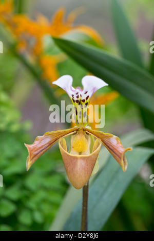 Slipper Orchid: Paphiopedilum gratrixianum. Stock Photo
