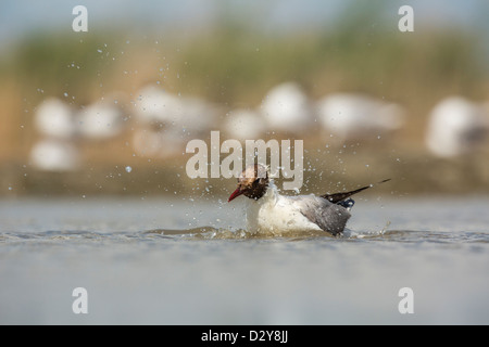 Black-headed Gull Chroicocephalus ridibundus bathing in shallow water Stock Photo