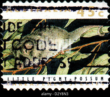 AUSTRALIA - CIRCA 1992: A stamp printed in Australia shows the Little Pygmy Possum, Threatened Species series, circa 1992 Stock Photo