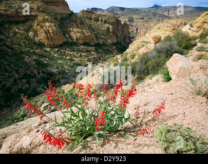 Firecracker Penstemon (Penstemon eatonii) grows alongside the Apache Trail in the Superstition Mountains, near Phoenix, Arizona Stock Photo