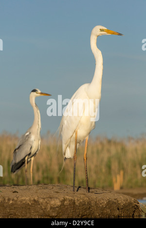 Great White Egret Ardea alba standing next to Grey Heron Ardea cinerea Stock Photo