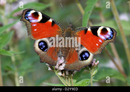 Detailed macro of the colourful Common Peacock butterfly (Inachis io) foraging on a flower