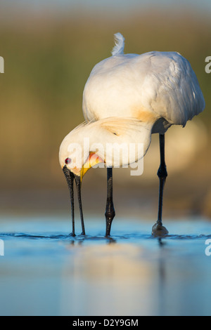 Eurasian Spoonbill Platalea leucorodia feeding in shallow water Stock Photo