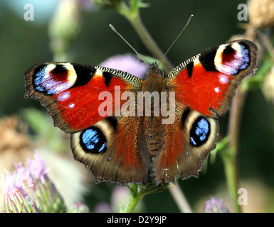 Detailed macro of the colourful Common Peacock butterfly (Inachis io) foraging on a flower