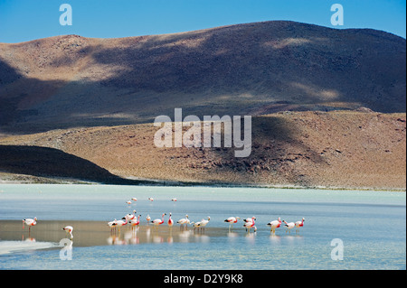 James flamingo, Phoenicoparrus jamesi, laguna Canapa, Bolivia, South America Stock Photo