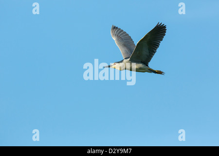 Single adult Night Heron Nicticorax nicticorax in flight during the day against blue sky Stock Photo