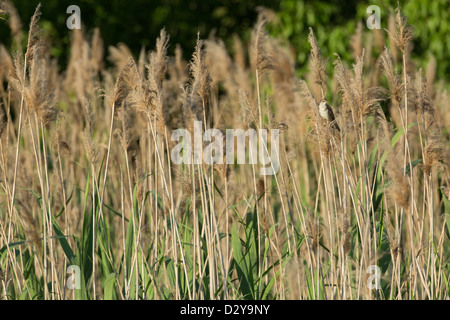 Great Reed Warbler Acrocephalus arundinaceus in reedbed Stock Photo