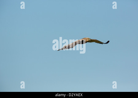 Male Eurasian Marsh Harrier Circus aeruginosus in flight against blue sky Stock Photo