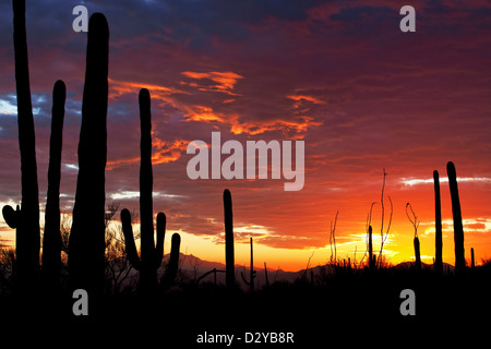 Colorful sunset in the Sonoran Desert, Saguaro West National Park, Tucson, Arizona Stock Photo
