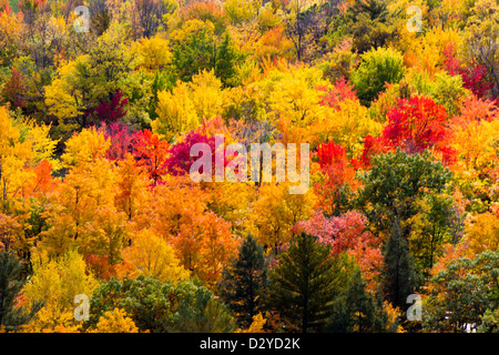 Colorful trees during autumn Stock Photo
