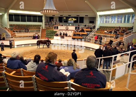 Newmarket, UK, horse auction at Tattersalls Stock Photo