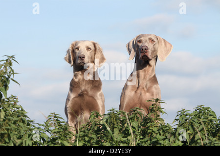 dog Weimaraner longhair and shorthair / Two adults sitting in a field Stock Photo