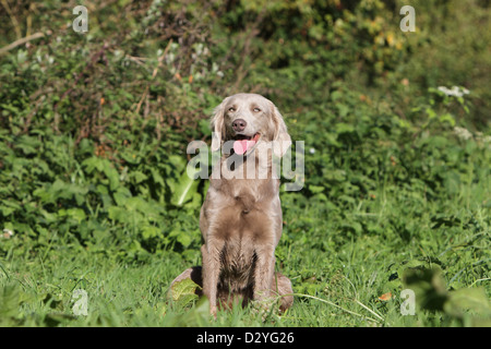 dog Weimaraner longhair  /  adult sitting in a meadow Stock Photo