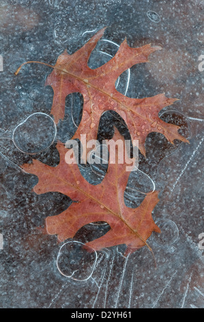 Pin Oak leaves (Quercus species ) and trapped air bubbles frozen in ice E USA Stock Photo
