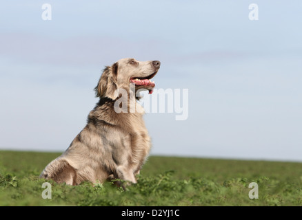 dog Weimaraner longhair  /  adult sitting in a field Stock Photo