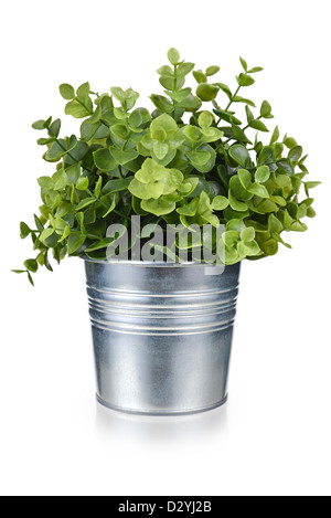 Pot Plant, Plant in Metal Tin Pot, artificial Potted Plant Stock Photo