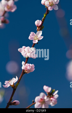 Cherry flowers (Prunus) on branch Stock Photo