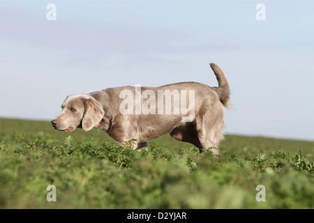 dog Weimaraner longhair  /  adult pointing in a field Stock Photo