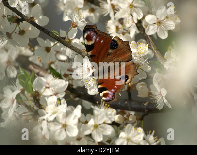 Peacock butterfly sitting on white flowers in a garden. Colorful wings of a butterfly on spring blossoms in a sunny nature park. Stock Photo