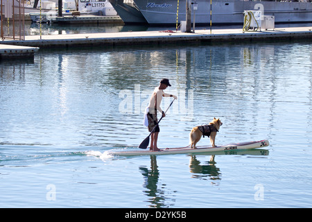 Man paddling a SUP (stand up and paddle) with his dog on the front in Dana point marina southern California Stock Photo
