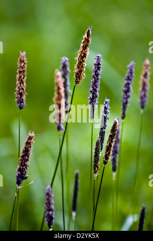 Meadow Foxtail (Alopecurus pratensis) Stock Photo