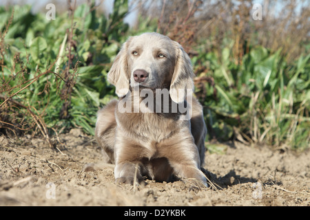 dog Weimaraner longhair  /  adult lying in a field Stock Photo