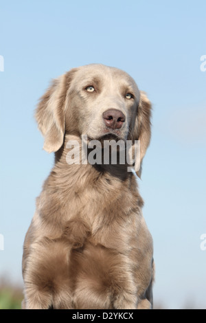 dog Weimaraner longhair / adult portrait Stock Photo