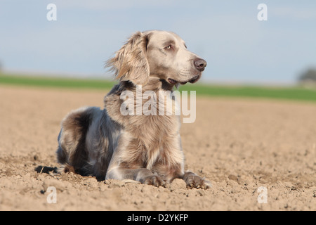 dog Weimaraner longhair  /  adult lying in a field Stock Photo