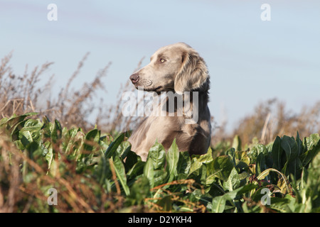 dog Weimaraner longhair  /  adult sitting in a field Stock Photo