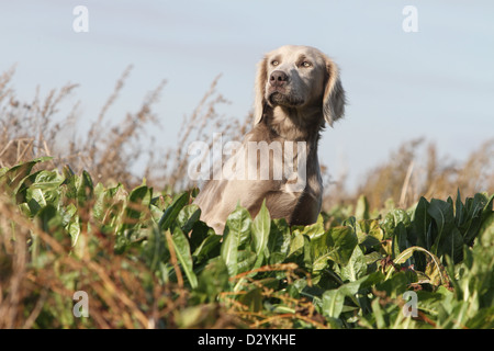 dog Weimaraner longhair  /  adult sitting in a field Stock Photo