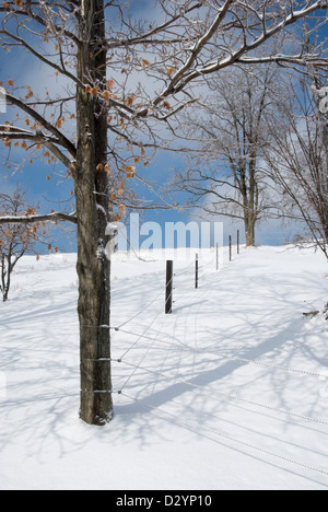 An iced-over oak tree along a fence line casts intricate shadows on white snow, Carrolltown, Pennsylvania, Cambria County, PA. Stock Photo