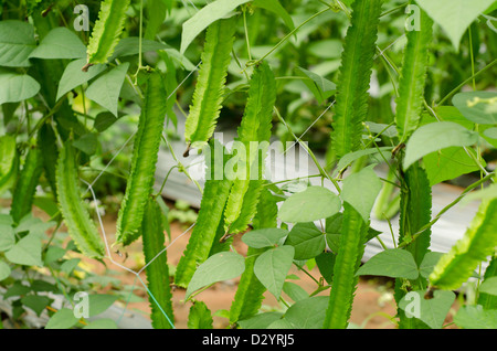 Winged Bean Plant Stock Photo