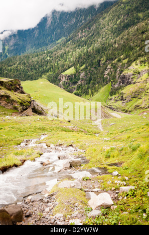 Mountain river on slope covered by flowing plants, Himalayas, India Stock Photo