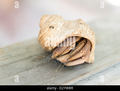 Hermit Crab crawling Stock Photo