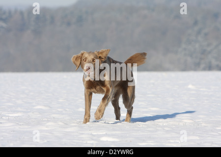 dog Weimaraner longhair  /  adult running in snow Stock Photo