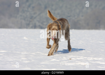 dog Weimaraner longhair  /  adult running in snow Stock Photo