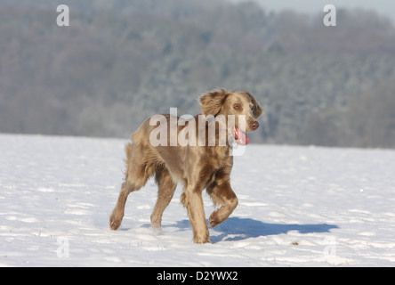 dog Weimaraner longhair  /  adult running in snow Stock Photo