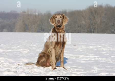 dog Weimaraner longhair  /  adult sitting in snow Stock Photo