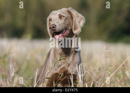 dog Weimaraner longhair / adult portrait Stock Photo