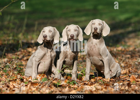 dog Weimaraner shorthair / three puppies sitting in a forest Stock Photo