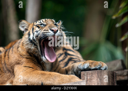 A tiger cub with eyes and mouth wide open yawning or growling. Stock Photo