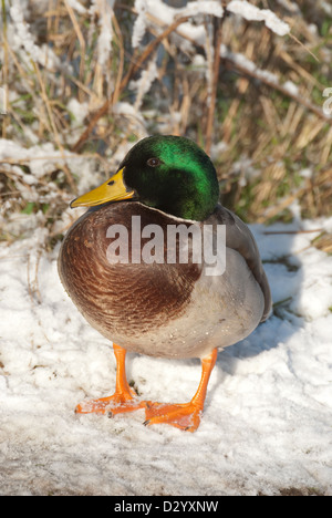 Adult Mallard drake standing on snowy riverbank Stock Photo