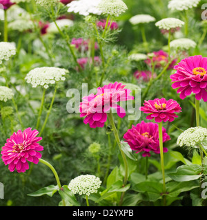 Pink zinnia and ammi majus or Laceflower blooms in a field Stock Photo