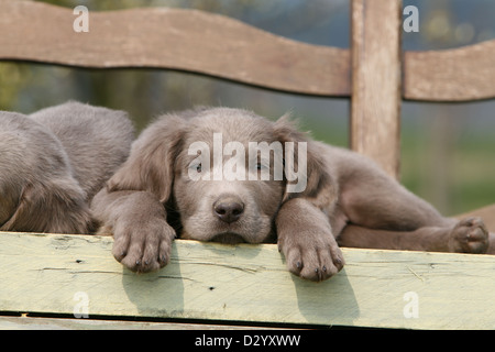 dog Weimaraner longhair / puppy sleeping on a bench Stock Photo