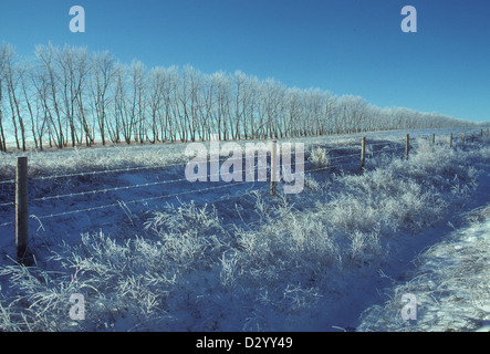 Snowy trees, fence and shrubs, near Calgary, Alberta, Canada Stock Photo
