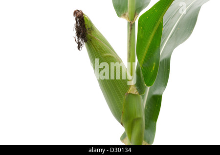 corn isolated on white background Stock Photo