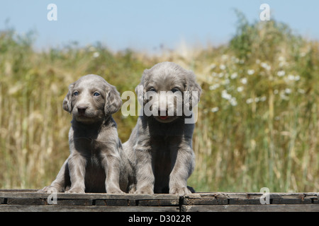 dog Weimaraner longhair / two puppies sitting Stock Photo