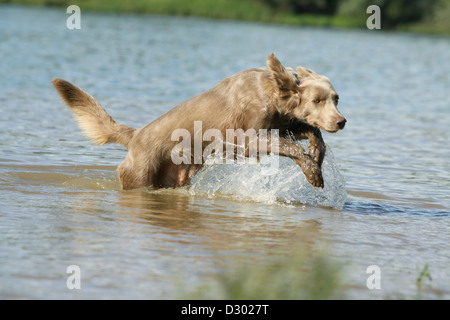 dog Weimaraner longhair  /  adult running in a lake Stock Photo