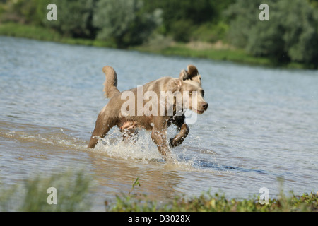 dog Weimaraner longhair  /  adult running in a lake Stock Photo