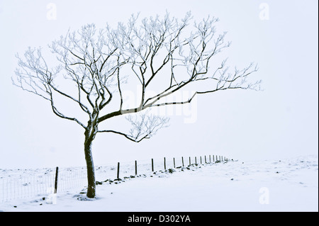 Winter landscape Snow covered tree against a wire fence near Rushup Edge Derbyshire Peak district national park England UK GB Europe Stock Photo